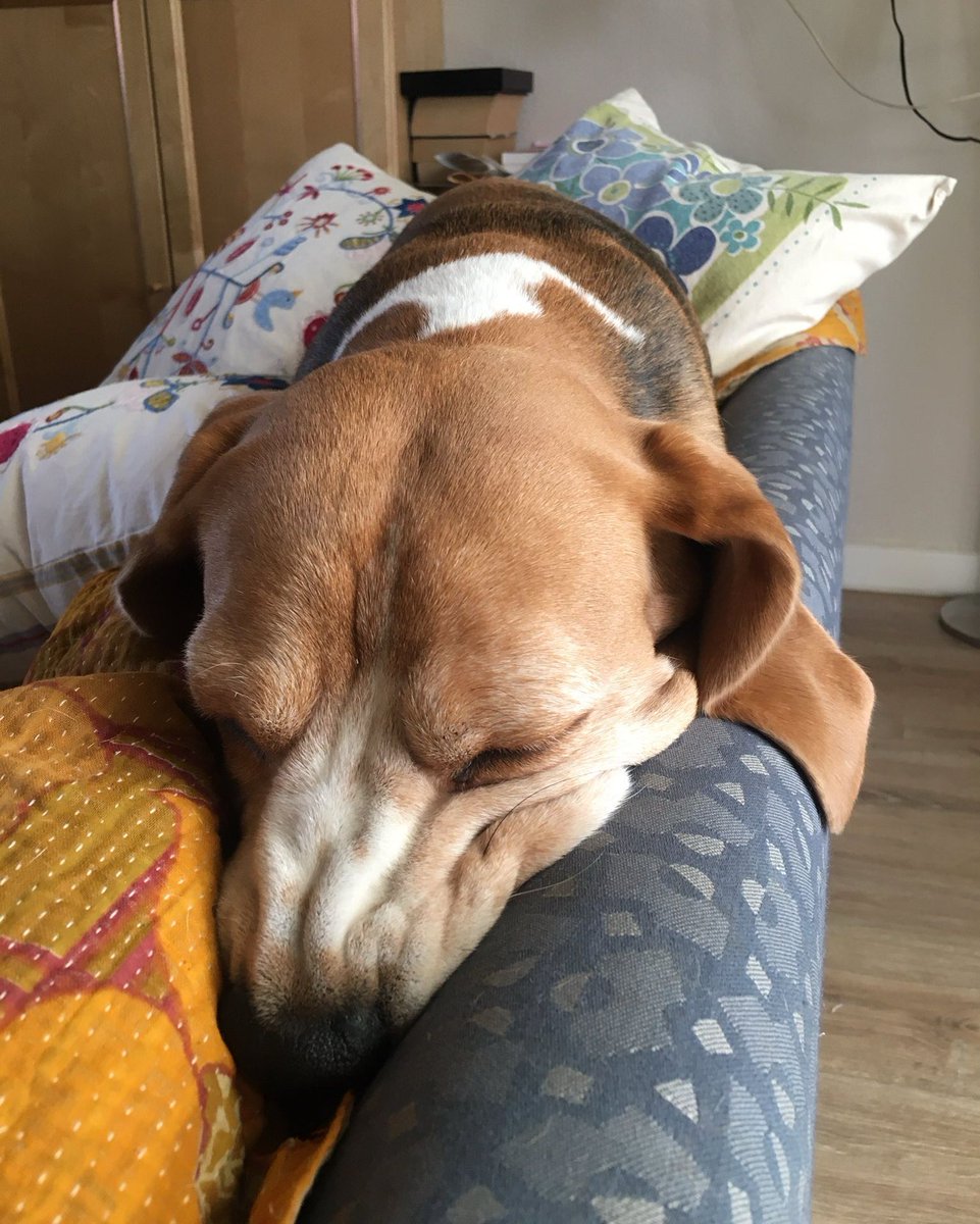 Beagle Facts tweet media