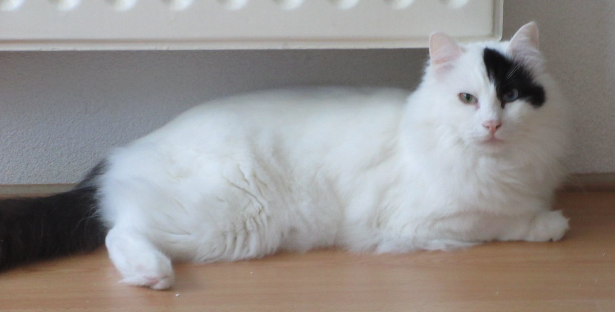 CatTulpan's tweet image. We are used to a fixed daily routine. People should not change this.
#Caterday #TurkishVanCats #CatsOfTw2itter