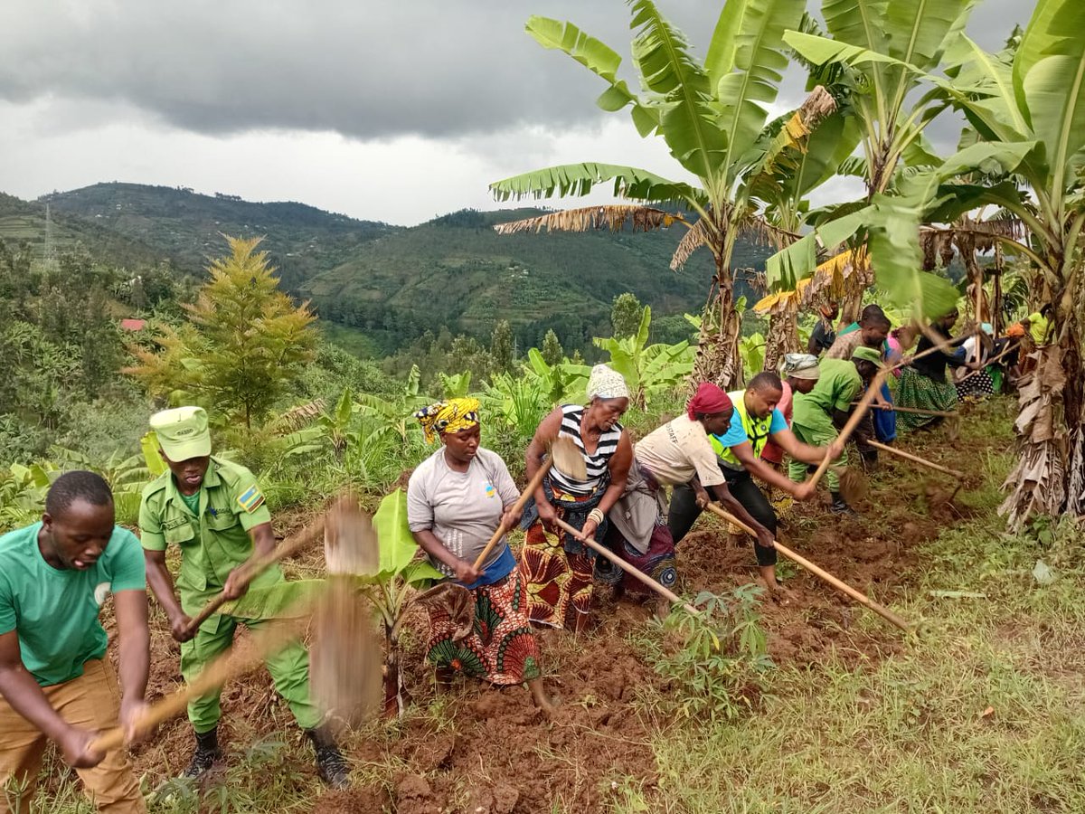 RYVCP NGORORERO tweet media