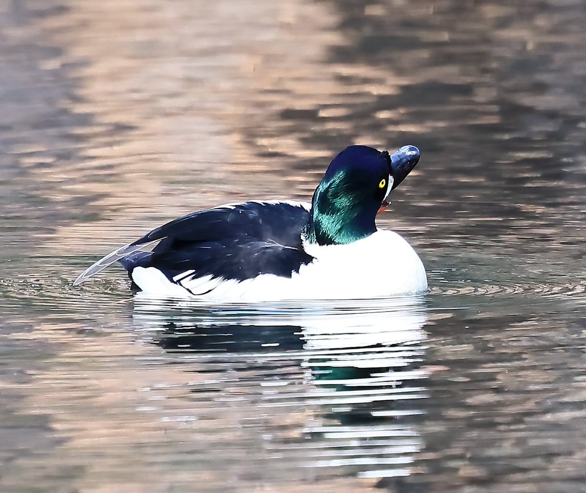 うみの さち tweet media