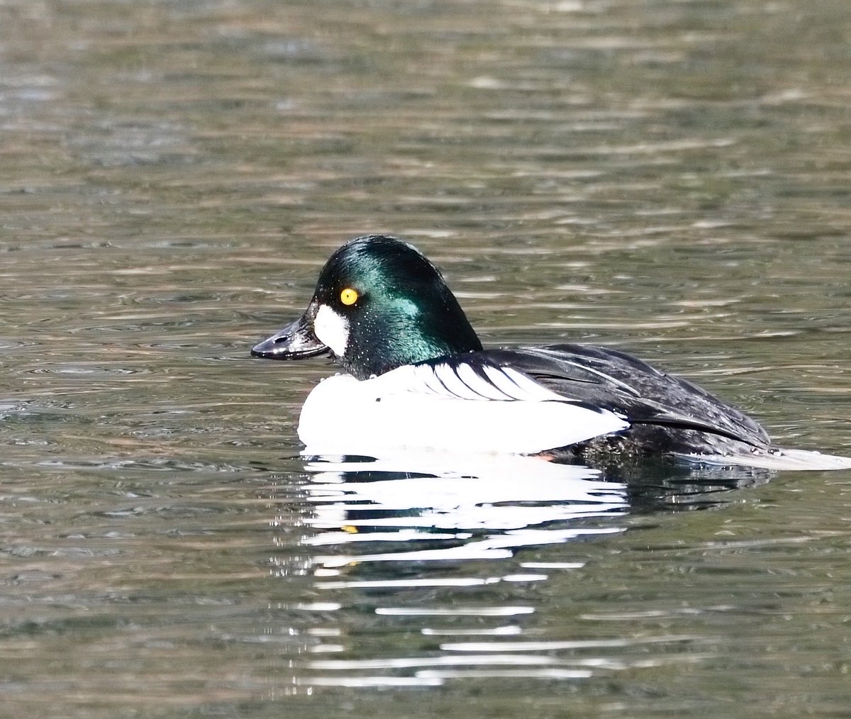 うみの さち tweet media