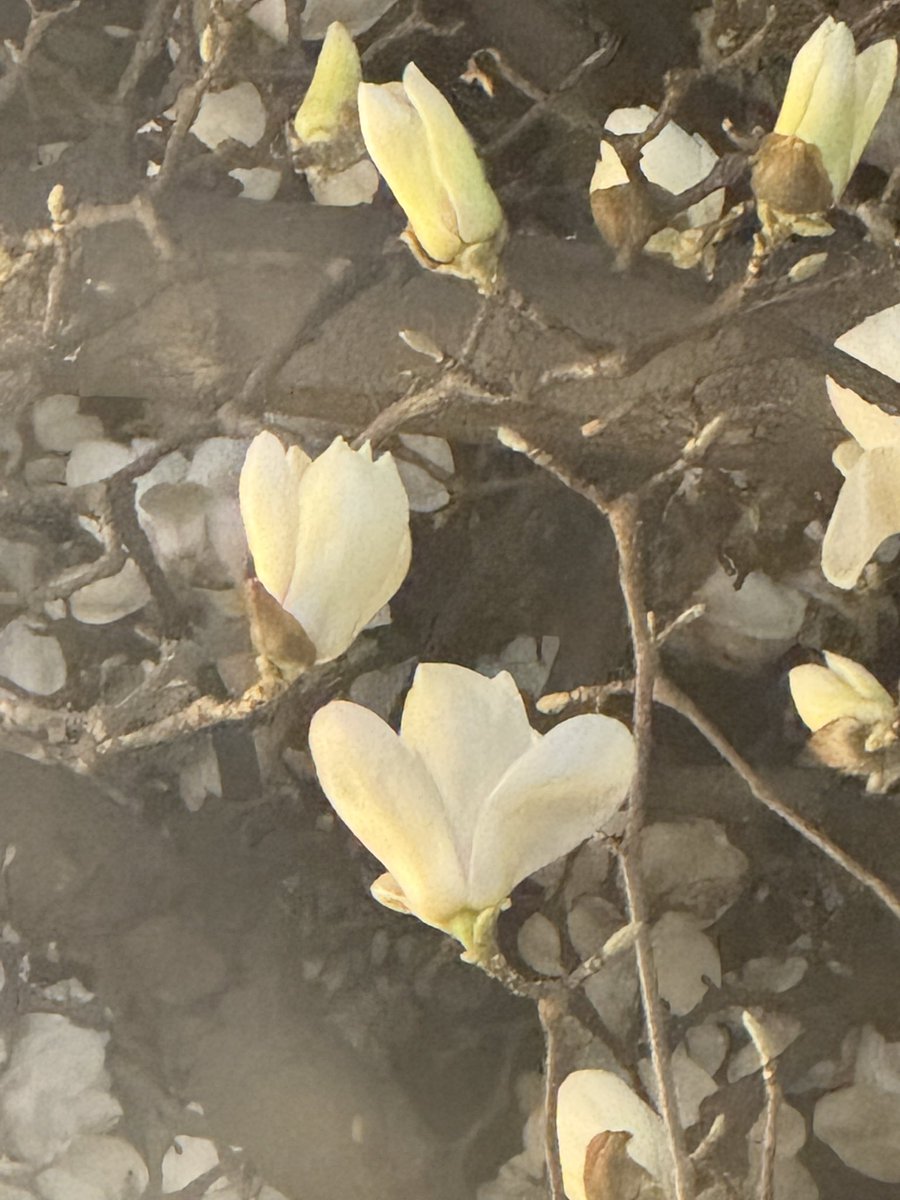 야토 🥕🐰 tweet media