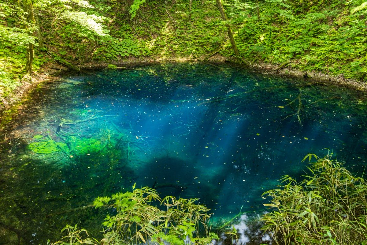 travelroad5's tweet photo. 【青森県で一度は見たい四季を楽しむ絶景4選】

1枚目：青池(白神山地西部)
…行けるのは4月から11月
2枚目：蔦沼(十和田市奥瀬)
…10月20日から1週間程が一番の見頃
3枚目：弘前公園(花筏と���われる) 
…4月中旬〜後半が見頃
4枚目：奥入瀬渓流
…新緑が広がるのは5月中旬〜6月中旬 https://t.co/WpiC2h1YhO