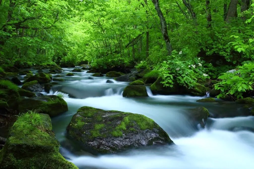 travelroad5's tweet photo. 【青森県で一度は見たい四季を楽しむ絶景4選】

1枚目：青池(白神山地西部)
…行けるのは4月から11月
2枚目：蔦沼(十和田市奥瀬)
…10月20日から1週間程が一番の見頃
3枚目：弘前公園(花筏と���われる) 
…4月中旬〜後半が見頃
4枚目：奥入瀬渓流
…新緑が広がるのは5月中旬〜6月中旬 https://t.co/WpiC2h1YhO