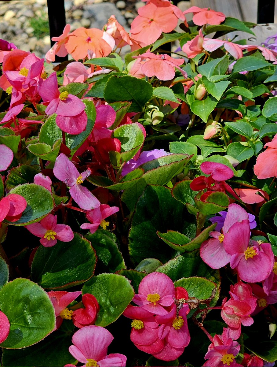 Nan 🌏🕊️ tweet media