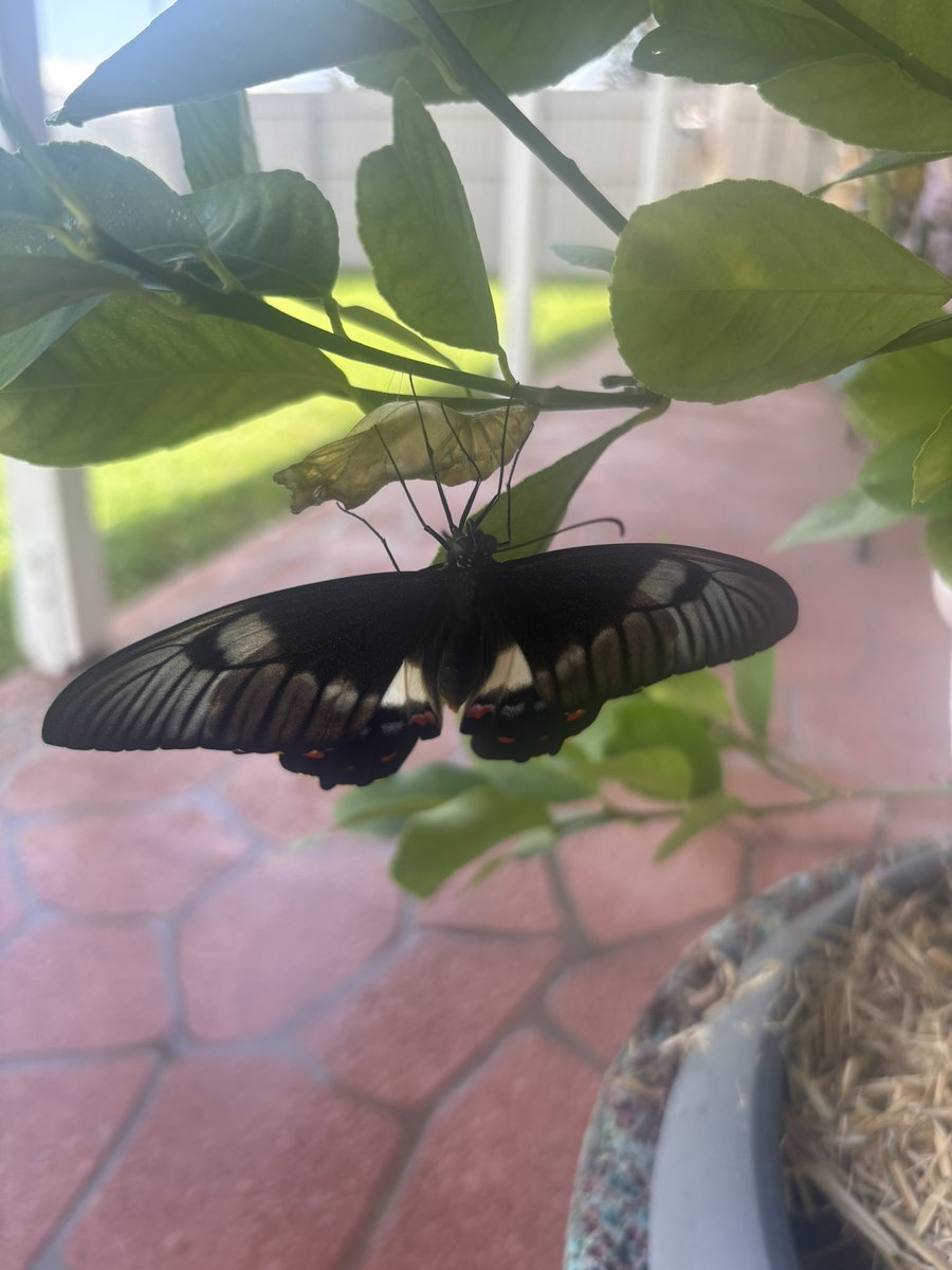 PageAnasta57762's tweet photo. Today I had the pure joy of watching a Butterfly emerge from its cocoon, which was attached to a branch on my small Lemon Tree. The Butterfly then spent just over two hours on the branch, gaining strength, before flying away. Thrilling. https://t.co/05QBCP1me6