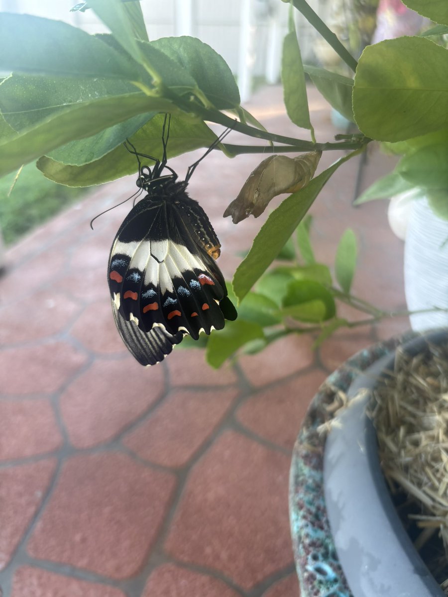 PageAnasta57762's tweet photo. Today I had the pure joy of watching a Butterfly emerge from its cocoon, which was attached to a branch on my small Lemon Tree. The Butterfly then spent just over two hours on the branch, gaining strength, before flying away. Thrilling. https://t.co/05QBCP1me6