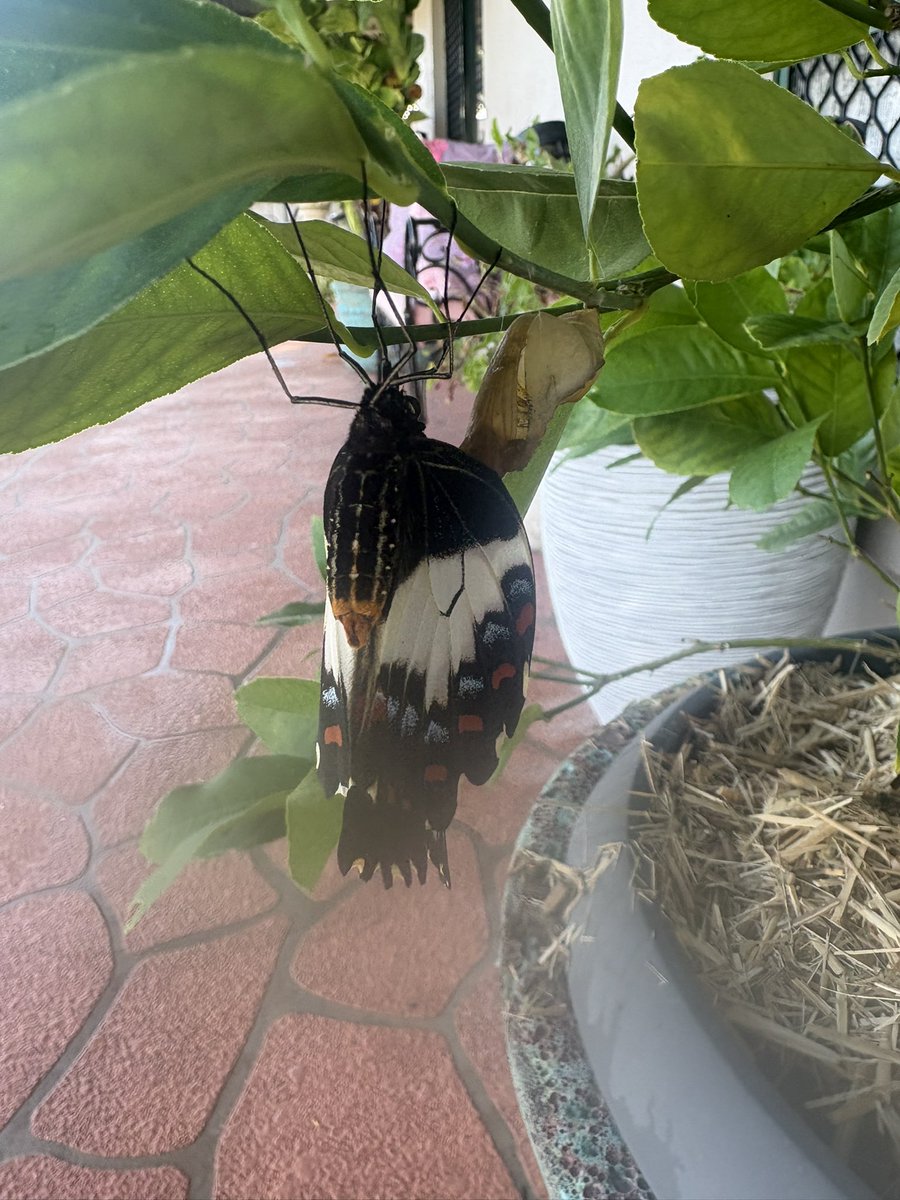 PageAnasta57762's tweet photo. Today I had the pure joy of watching a Butterfly emerge from its cocoon, which was attached to a branch on my small Lemon Tree. The Butterfly then spent just over two hours on the branch, gaining strength, before flying away. Thrilling. https://t.co/05QBCP1me6