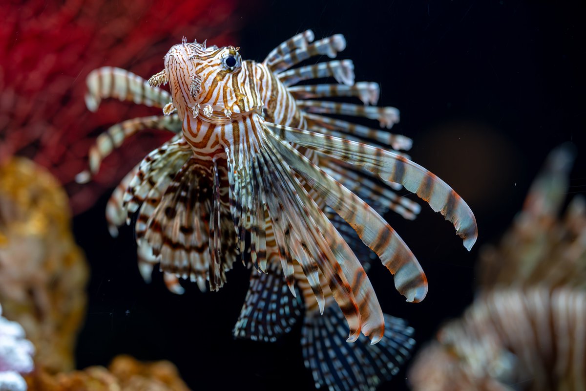 空白寺 tweet media