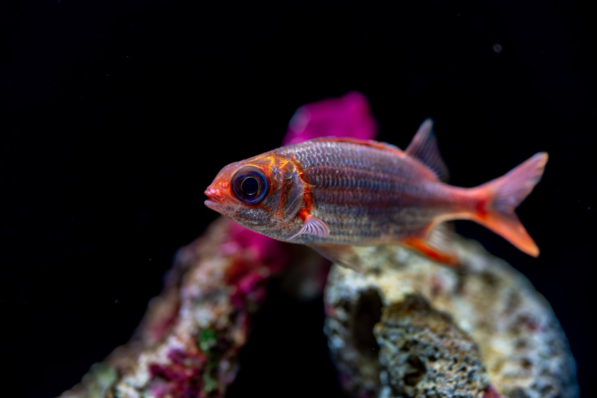 空白寺 tweet media