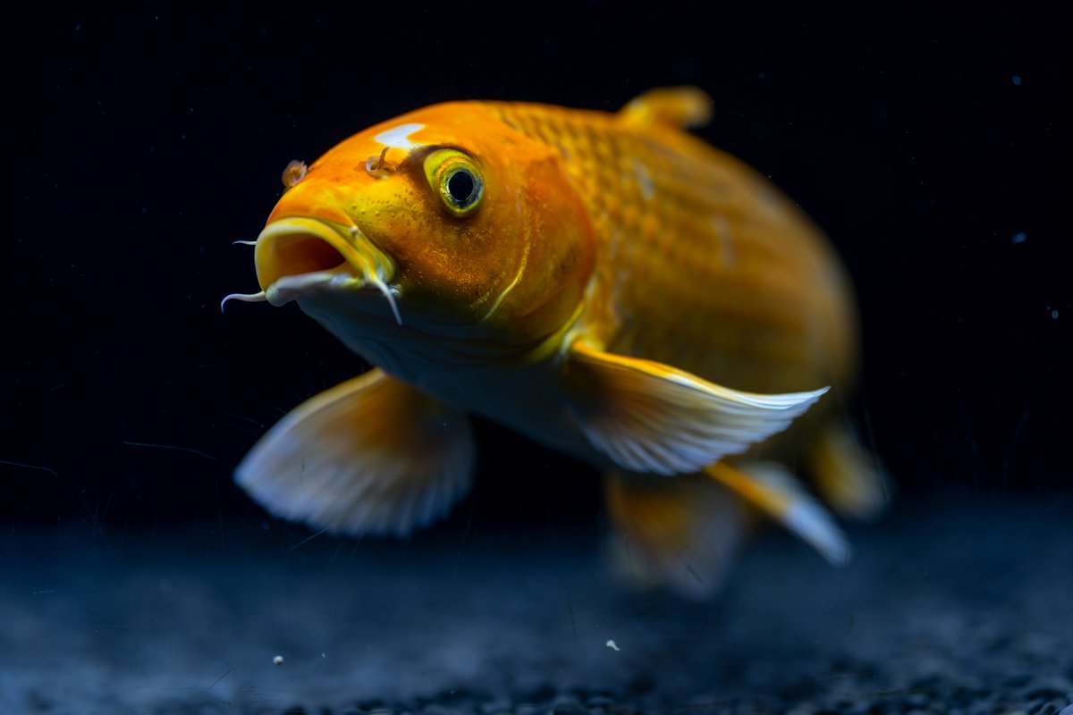 空白寺 tweet media