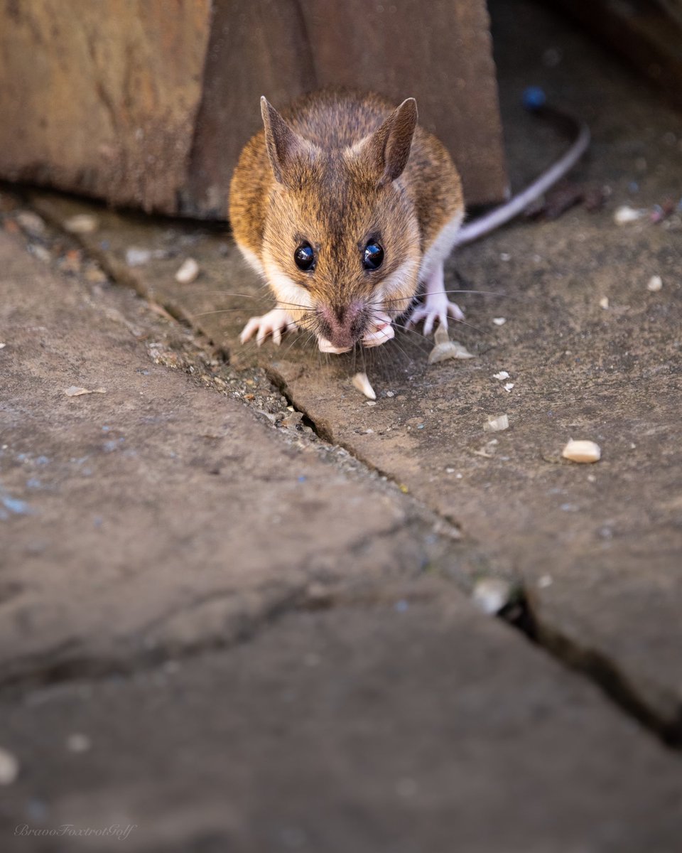 This morning’s #mouse out on the patio #nature #garden #springtime