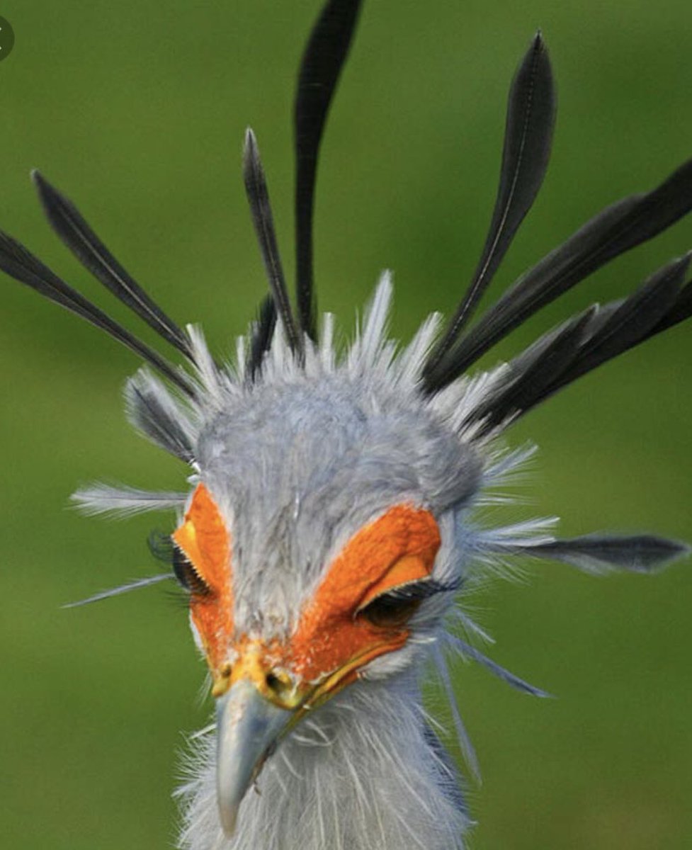 ButterflyGhost tweet media