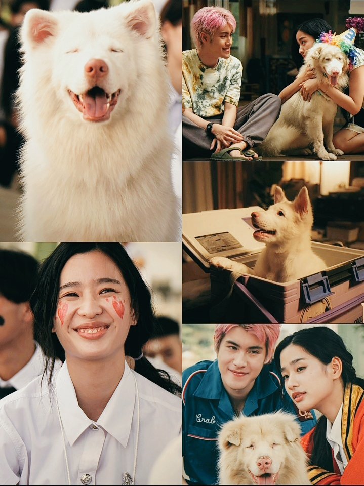 KennyEdwards413's tweet photo. "paws, smiles and forever moments"        🐾🌞🌻🐶

something cute is coming, April 2🐶

#tontawan
#tontawan_t
#GOHANTheMovie
#โกฮังหัวใจโกโฮม
#jaonaay
#JAONAAY
#intuyou https://t.co/0EEbQmGgSS