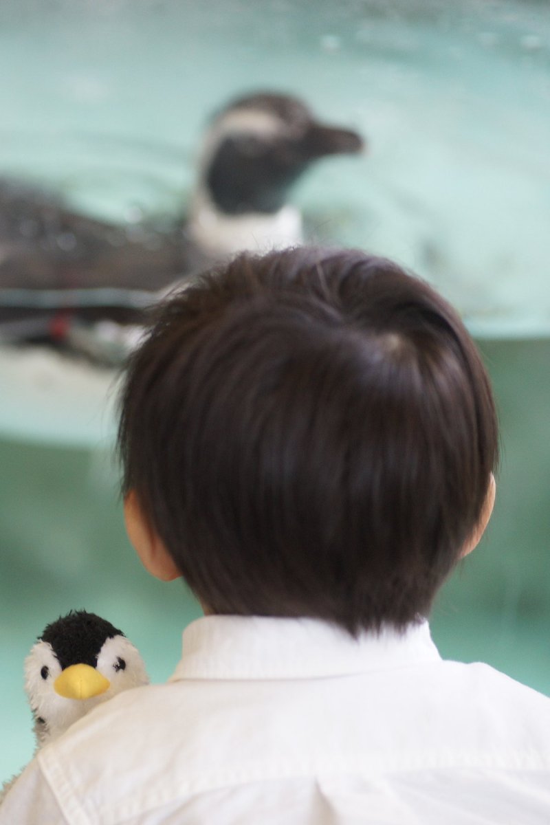 aaaaaepp1's tweet photo. 家族の体調が落ち着いたので、今日はしながわ水族館に行ってきた https://t.co/iEBANYtxsL