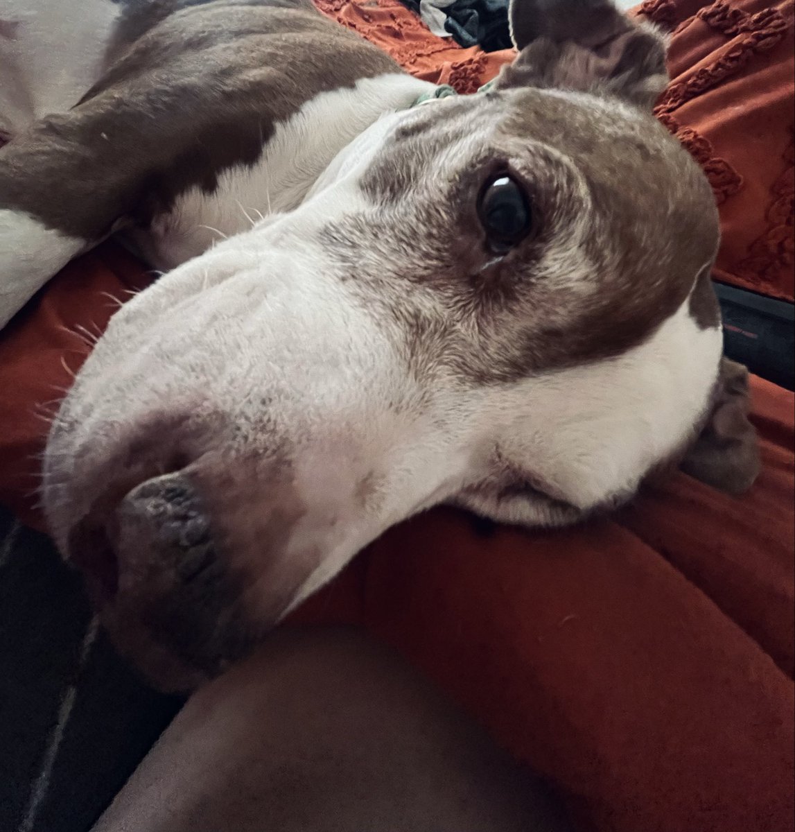 Longfellow, Esq. 🐝 tweet media