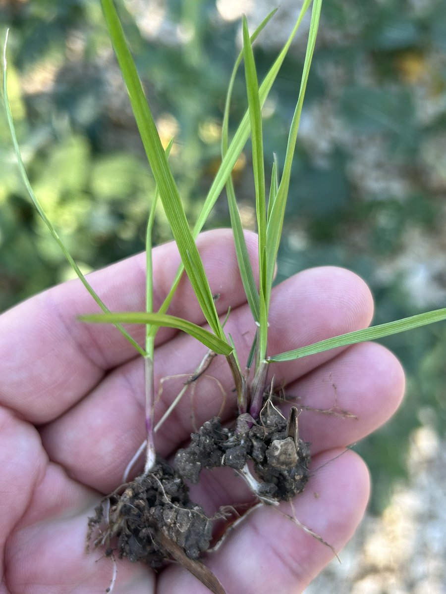 BONNIN1402's tweet photo. Un colza mené au top et qu’@OlivierCOSTE2 connaît très bien.
J’ai de suite pensé à @Christo31450117 et le 28 avec ses magnifiques #RayGrass!
-Un joli témoin @ColzaDifferent
-Une jolie relevée avec 180uN dans les zones éclaircies par les 🐗
@terresinovia https://t.co/NmJnQUz2V8