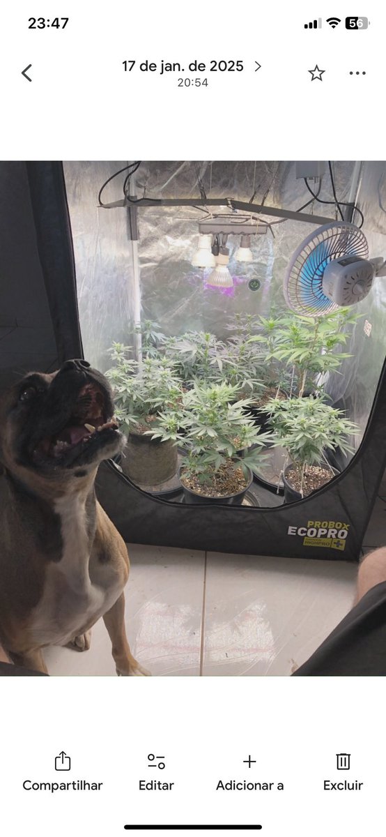 Cannabis Brasil (@canabisbrasil) on Twitter photo 