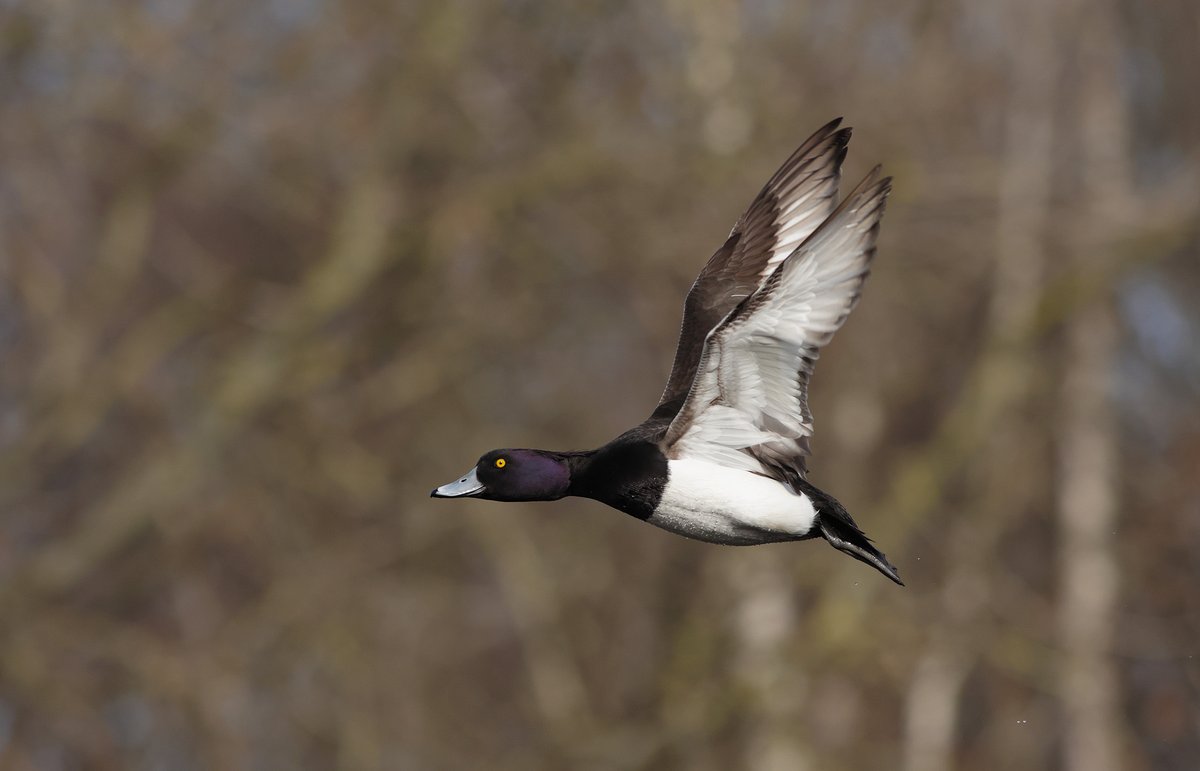 Paul Miguel tweet media