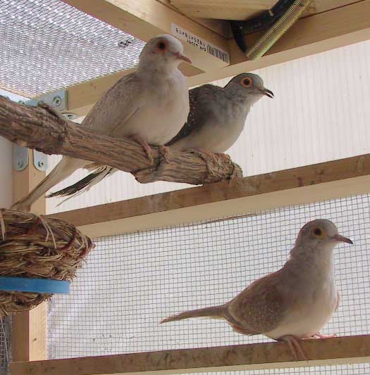 流れ鳥 tweet media