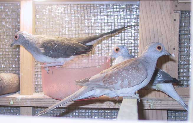 流れ鳥 tweet media