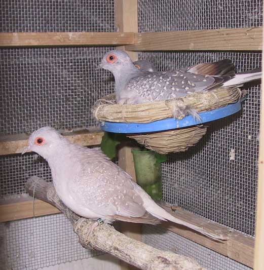 流れ鳥 tweet media