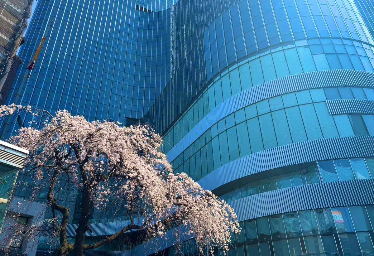 zifa_sky's tweet photo. 日本橋の桜🌸 https://t.co/SVSRk3JZk8