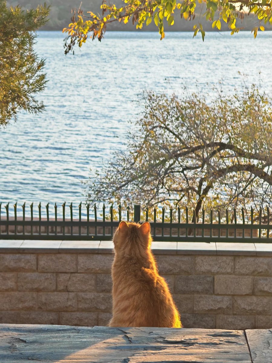 chungrandy tweet media