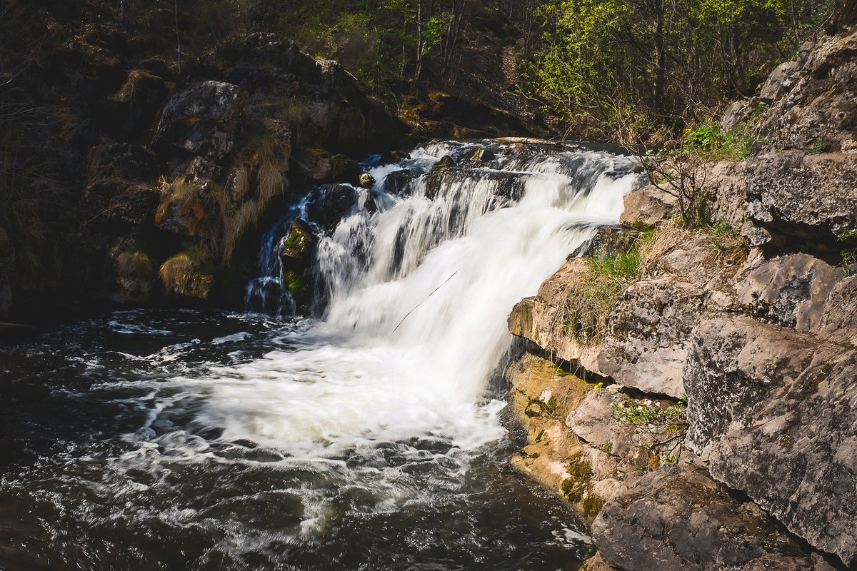 Johnny Rebel tweet media