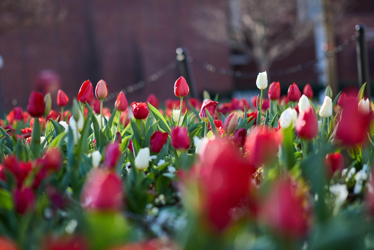 University of Oklahoma tweet media