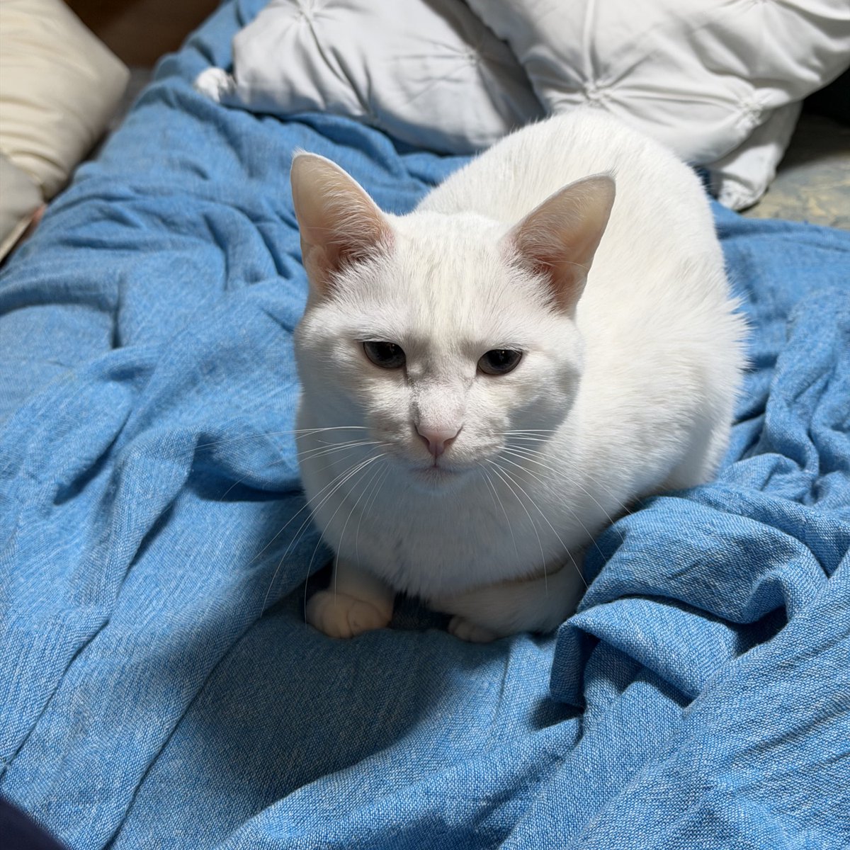 もーりー tweet media