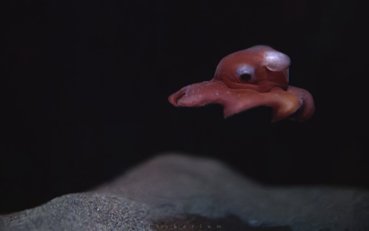 メンダコと言っても実は色々います 今まで水族館で出会ってきた