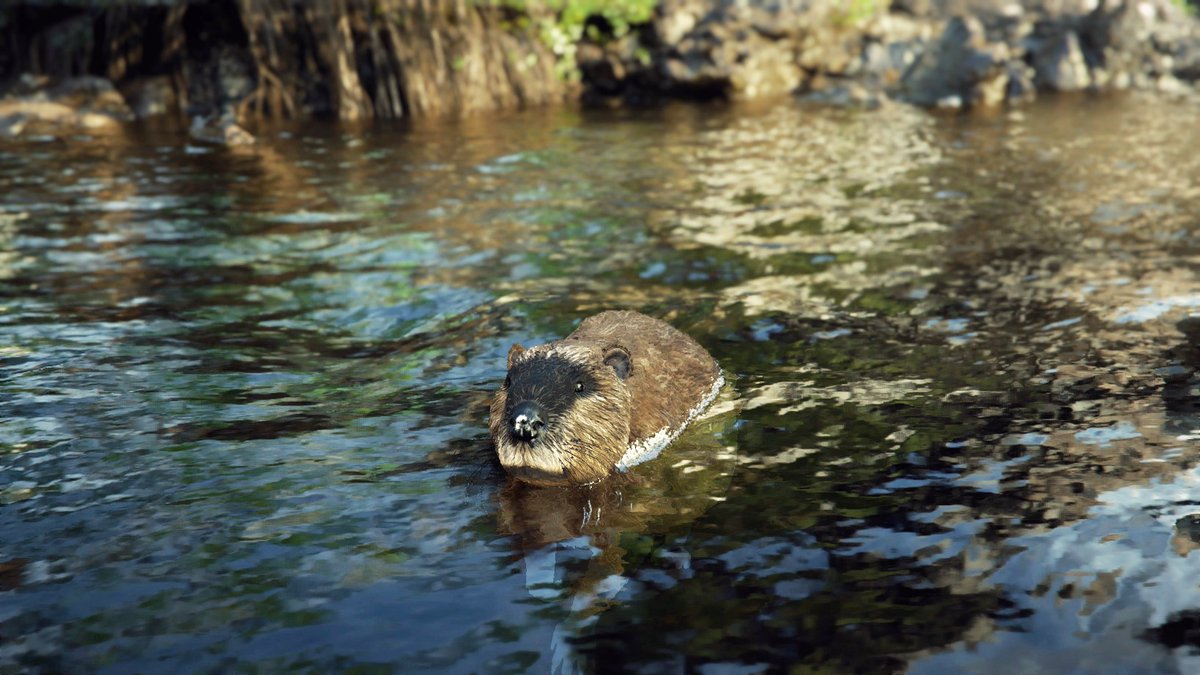 PhotoMode_Raro📷 tweet media