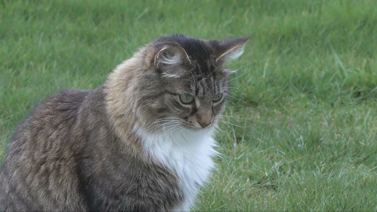 🇨🇦 Nico Carney, Purr Minister of Canada tweet media