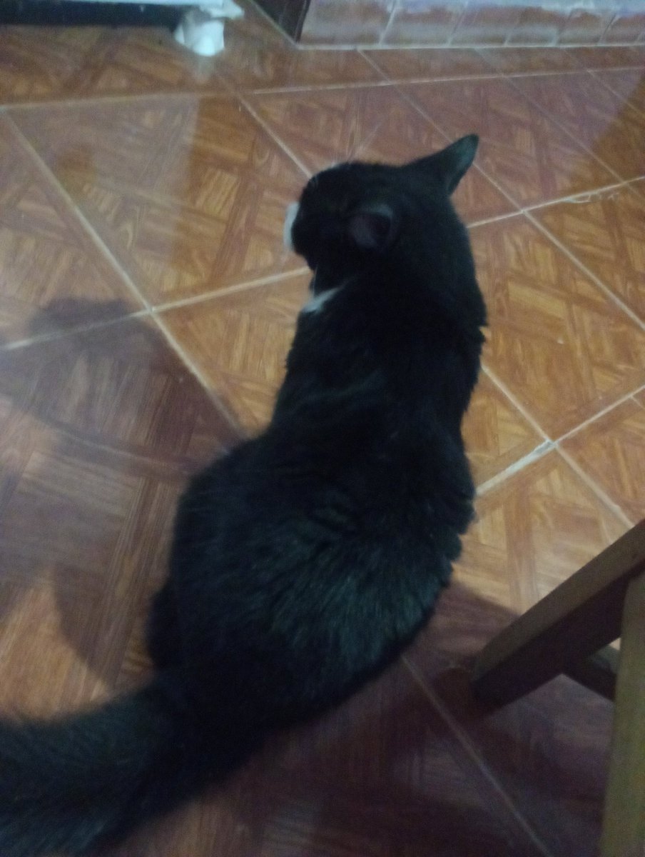 junior y Milo🐱🐱 tweet media