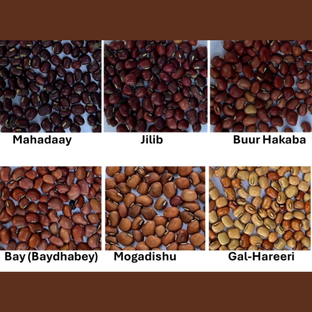 CropTrust's tweet photo. Cowpea is Somalia’s key legume, yet its diversity is declining. To help restore it, Dr. Ahmed O. Warsame traced Somali cowpea varieties preserved in genebanks worldwide - aiming to bring them back to farmers’ fields. 

Read more: https://t.co/zQSCc2Dqu5 https://t.co/QKIqHJcYZz
