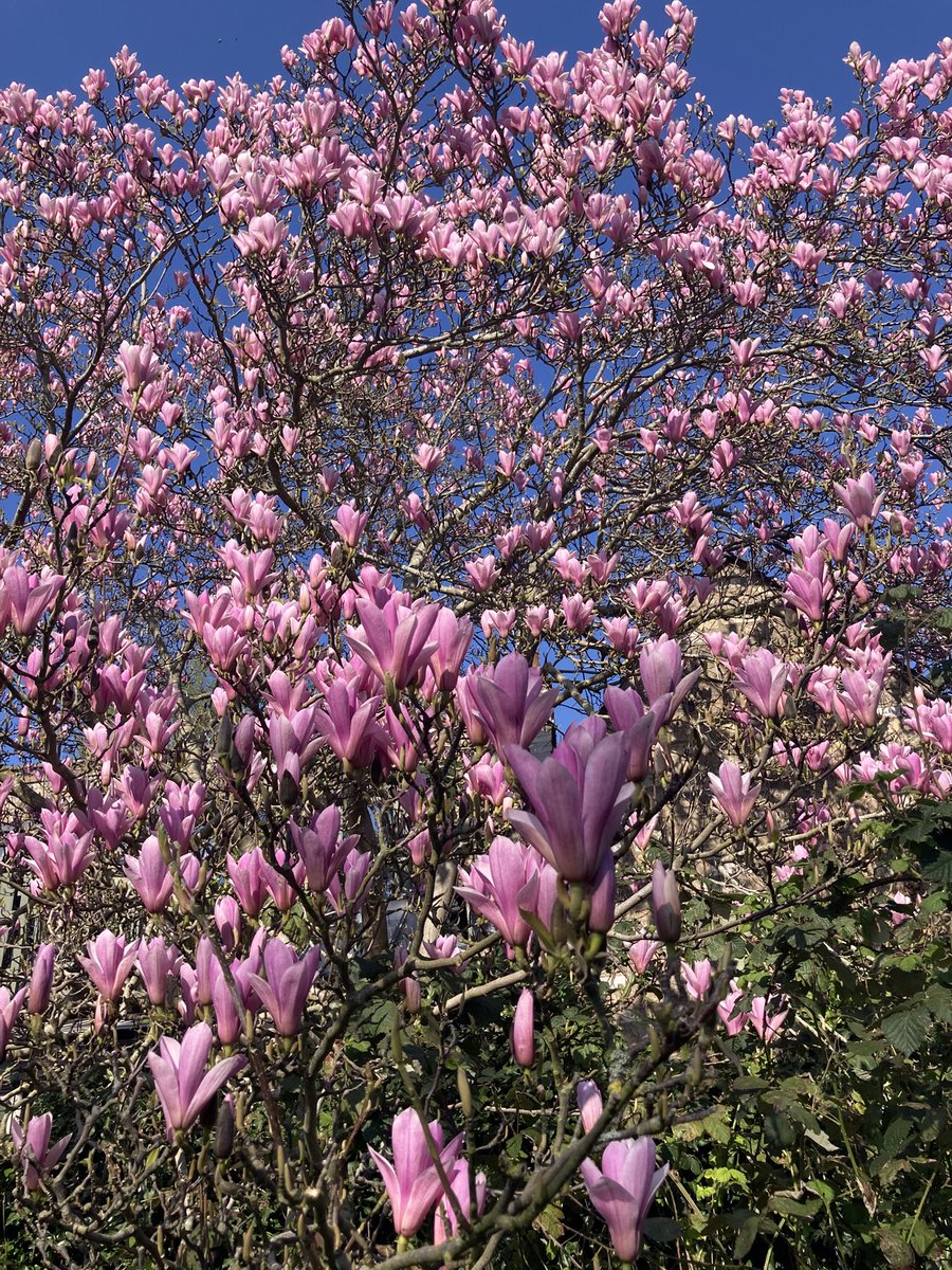 Sandy De Born tweet media