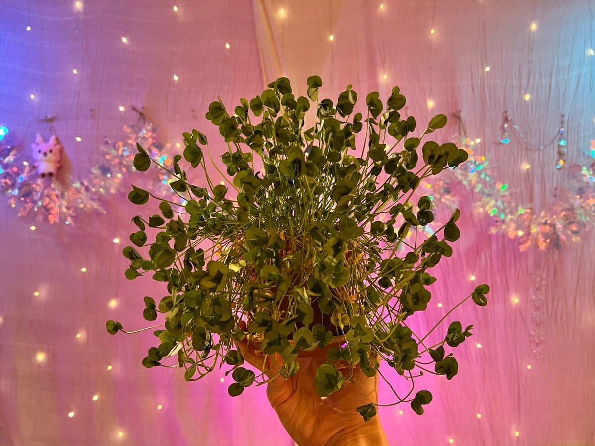 ダニエル コフリン tweet media