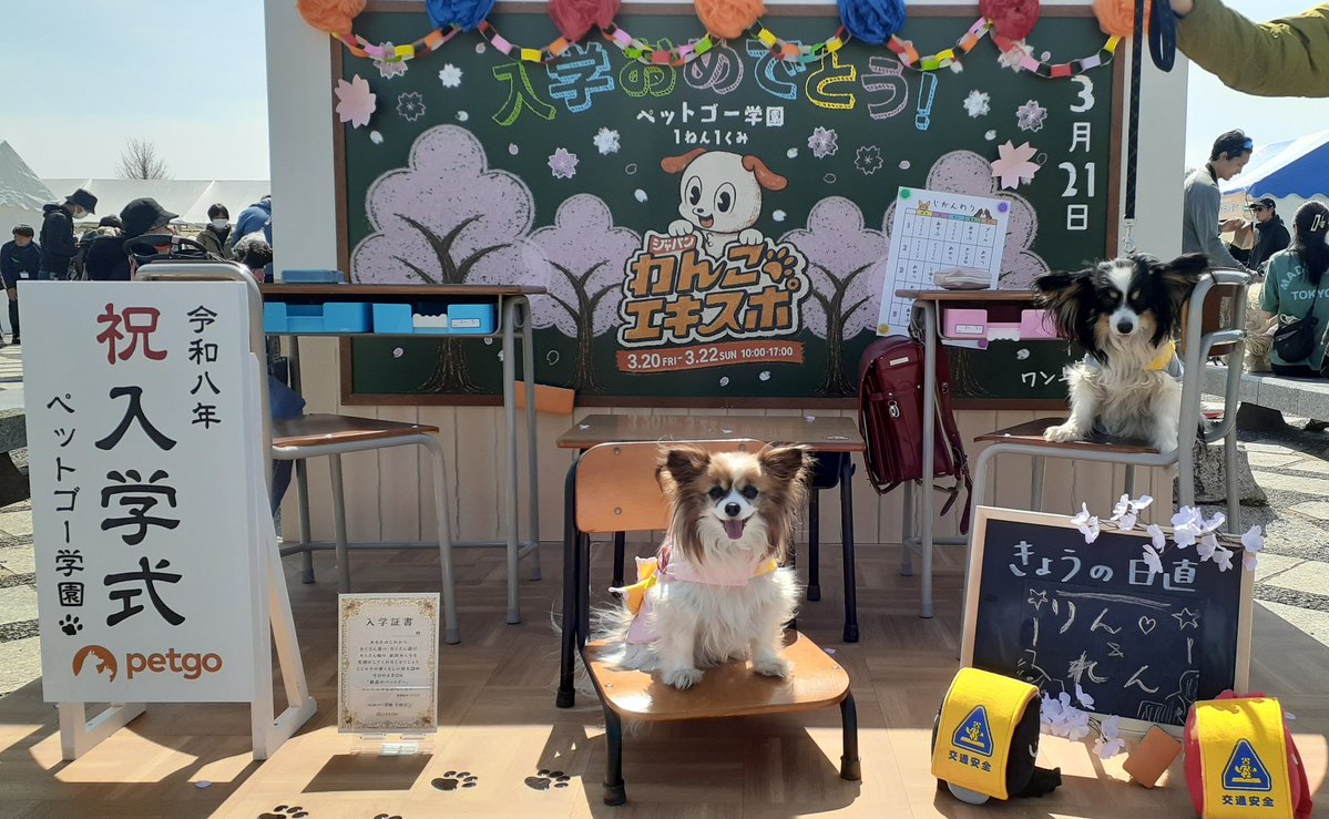 パピヨンの凛(茶白)と蓮(トライ) tweet media