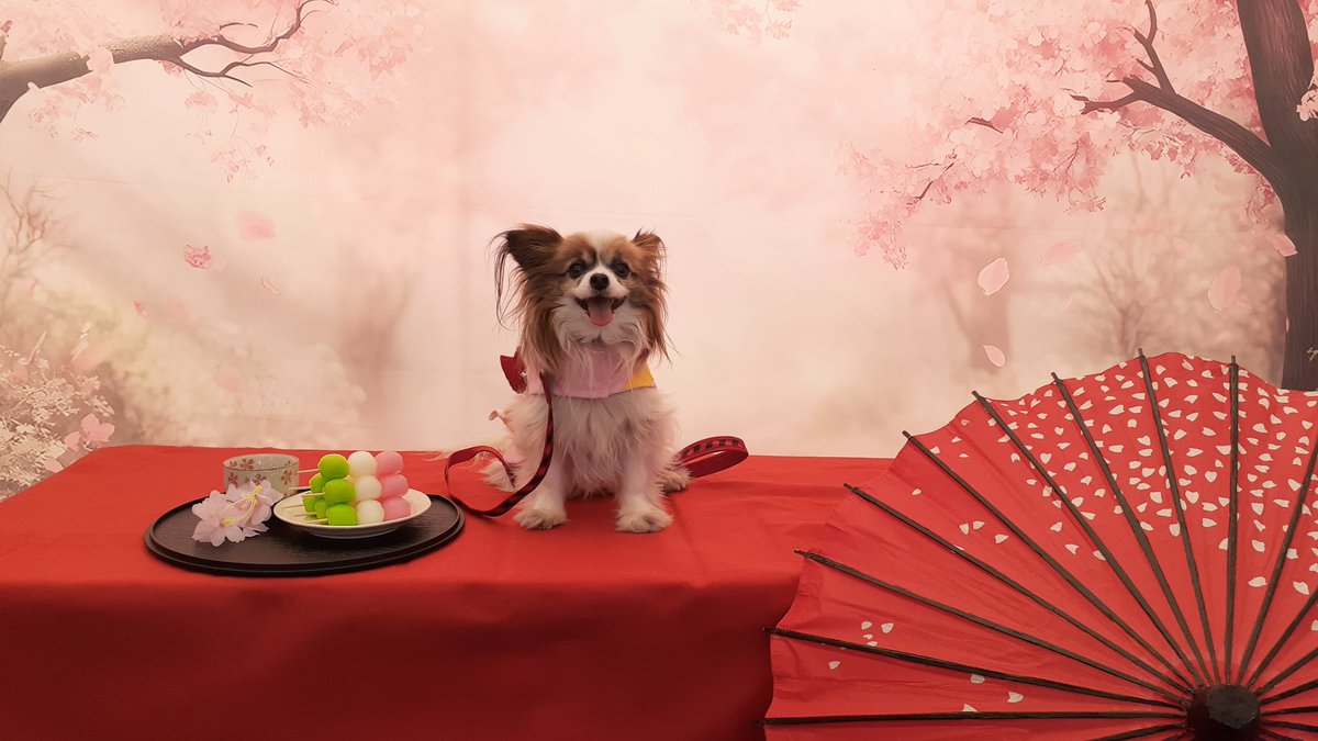 パピヨンの凛(茶白)と蓮(トライ) tweet media