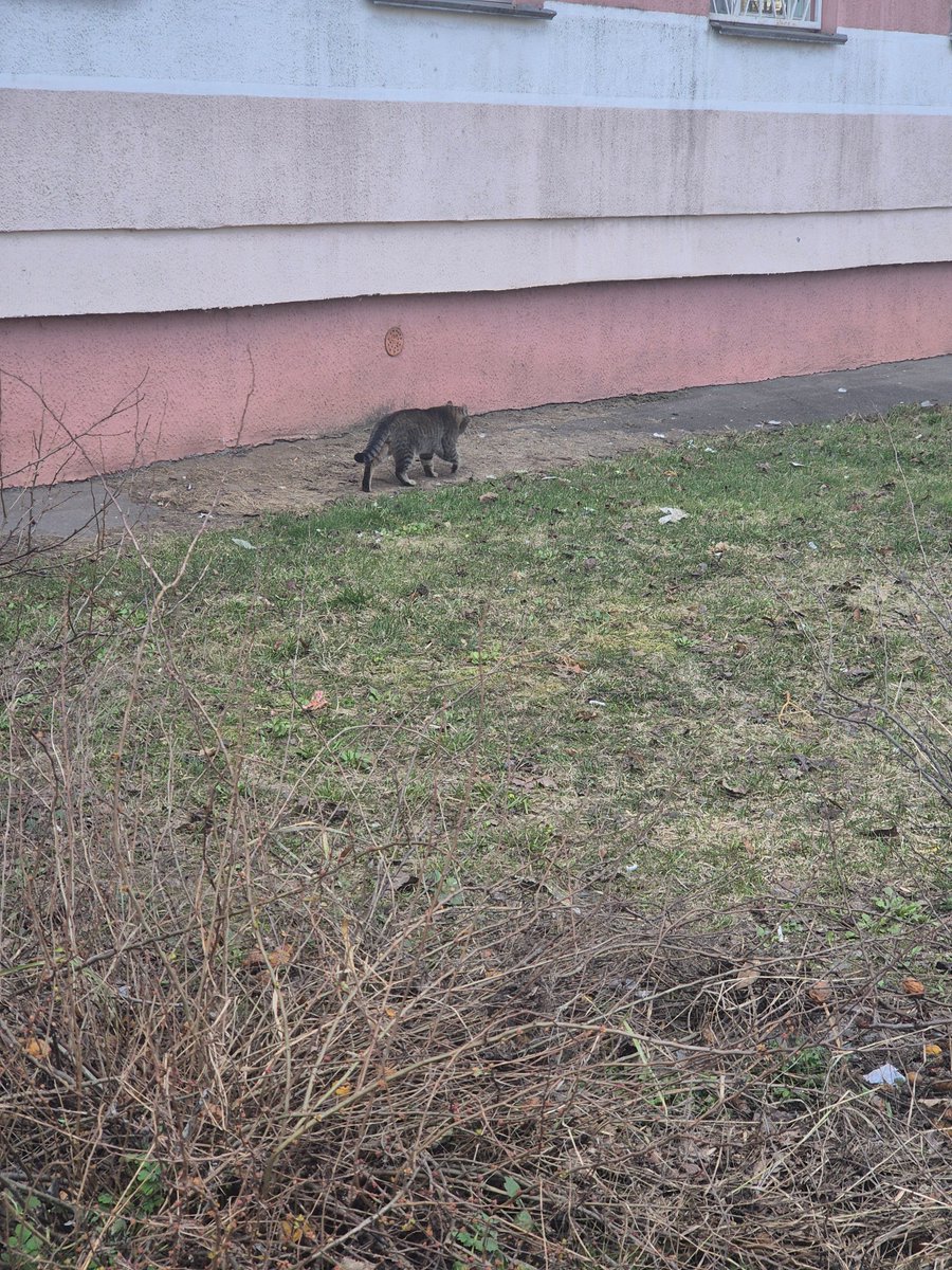 Бармалей 🏴☠️ tweet media