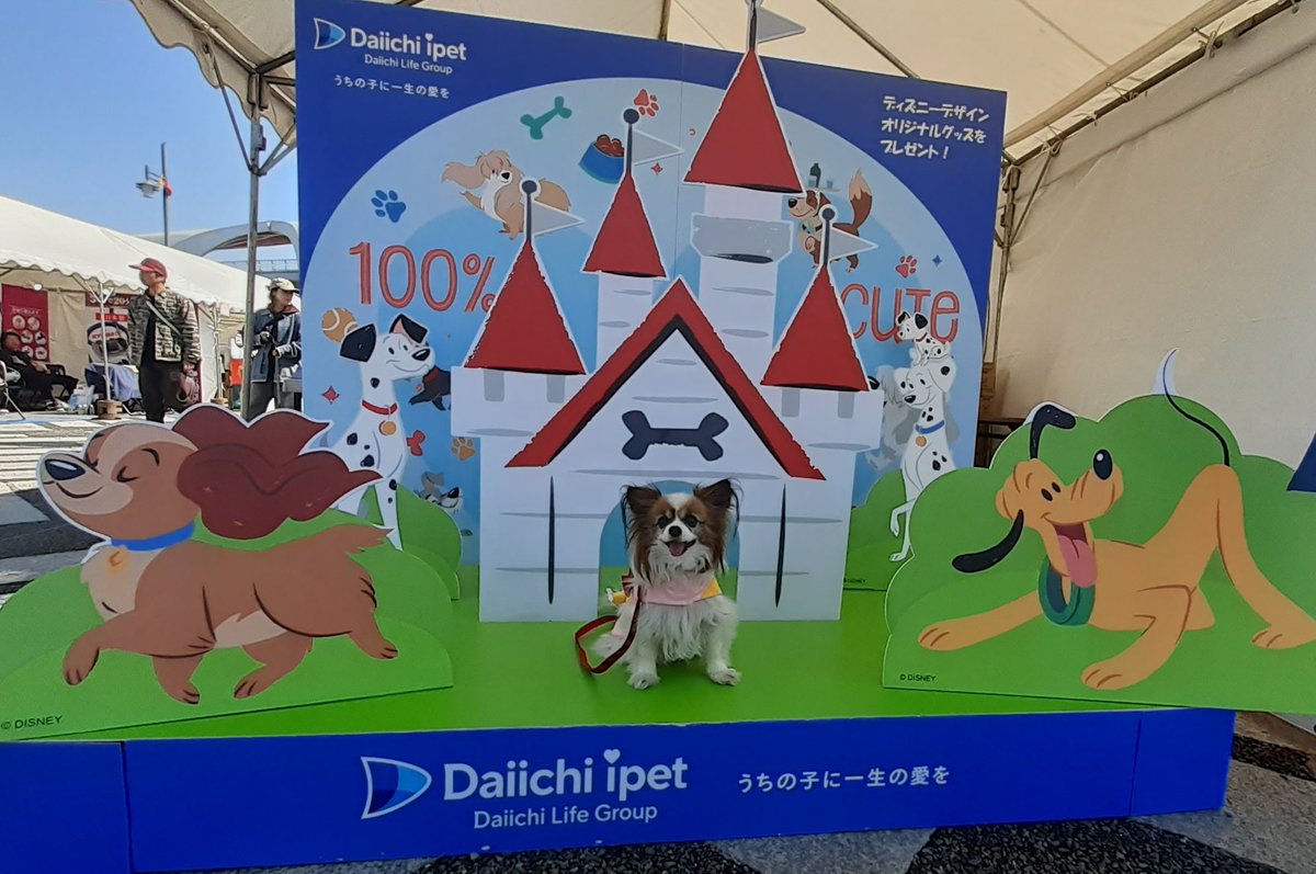 パピヨンの凛(茶白)と蓮(トライ) tweet media