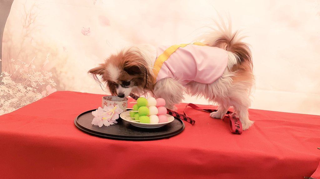 パピヨンの凛(茶白)と蓮(トライ) tweet media