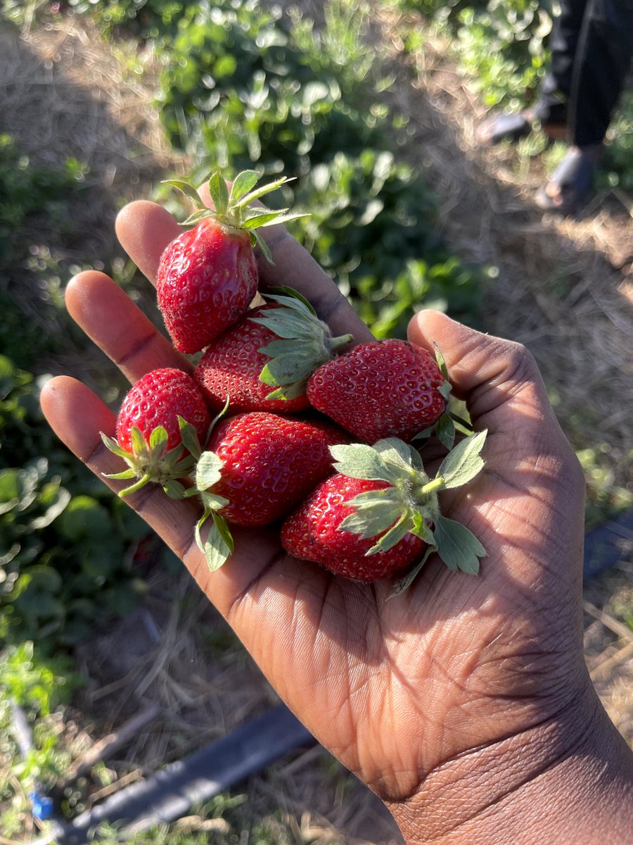 Ritkatmun tweet media