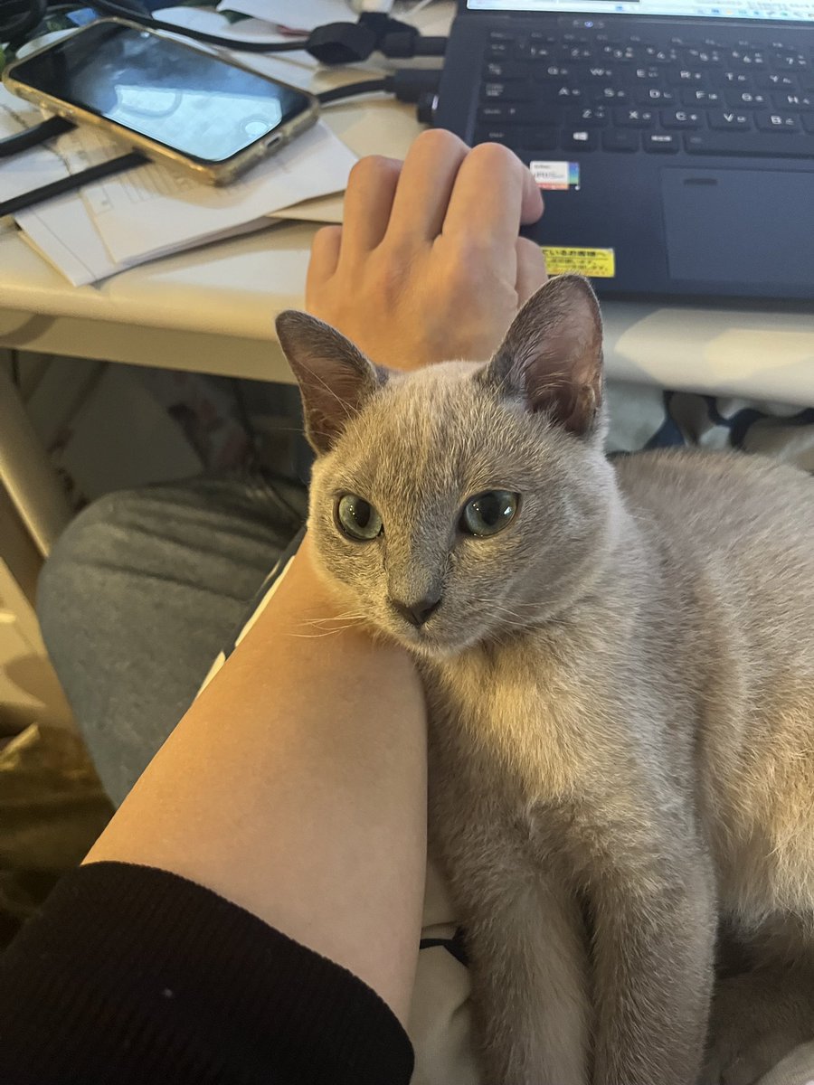 neko_unyu's tweet photo. #運輸 、人間の労働中に邪魔をするの図。
「キーボードとかマウスぢゃなくてワシ触れば?」な顔。
ホント足に乗るよねー、、、
#猫 #トンキニーズ #Tonkinese #unyu https://t.co/soYdvKvhmS