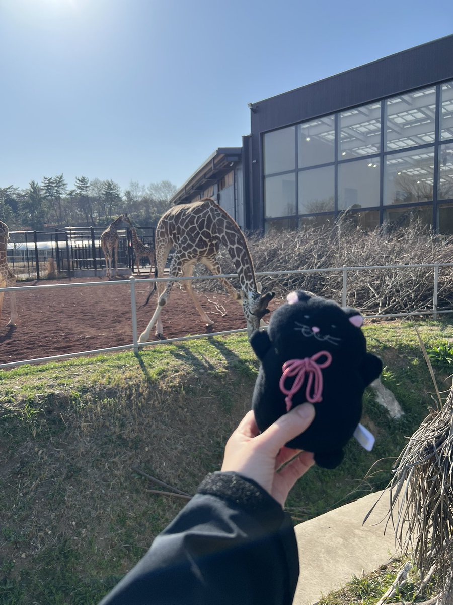 ねこ隊長 tweet media