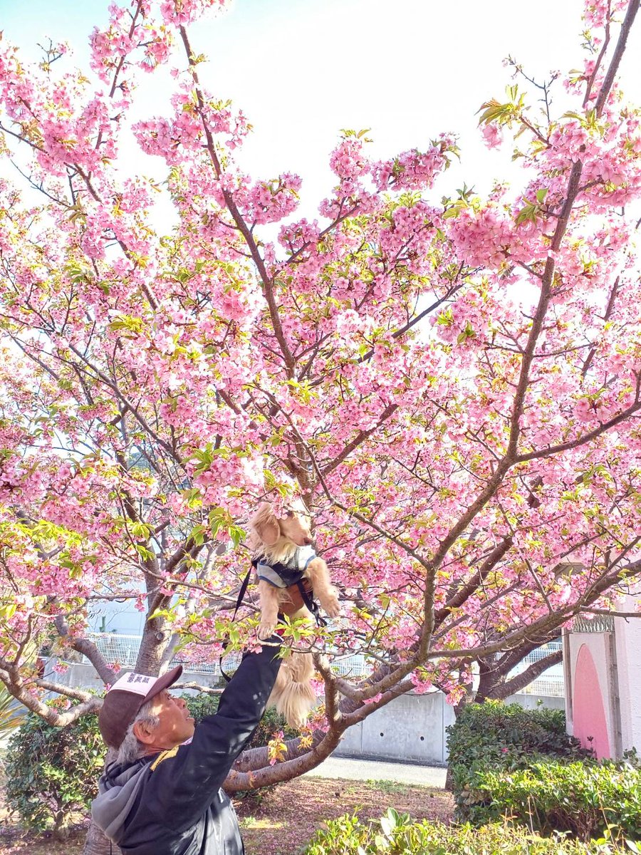 伊豆河津桜最後のドライブ