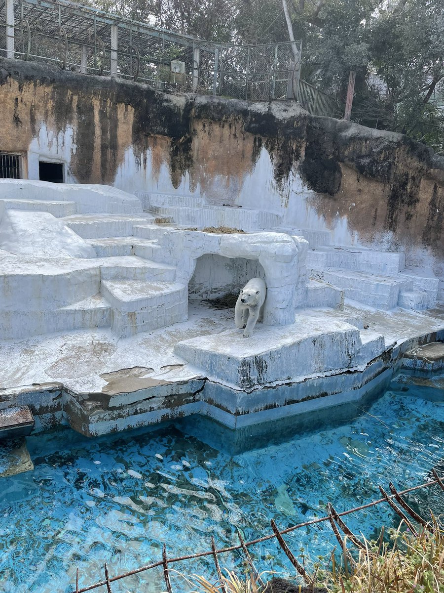 ラファママなのだ🦈💜 tweet media