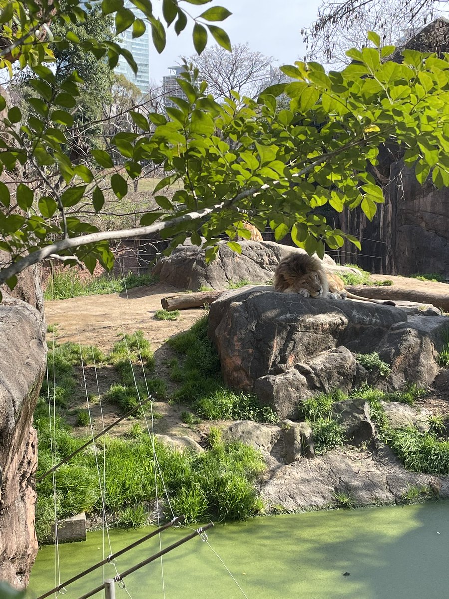 ラファママなのだ🦈💜 tweet media