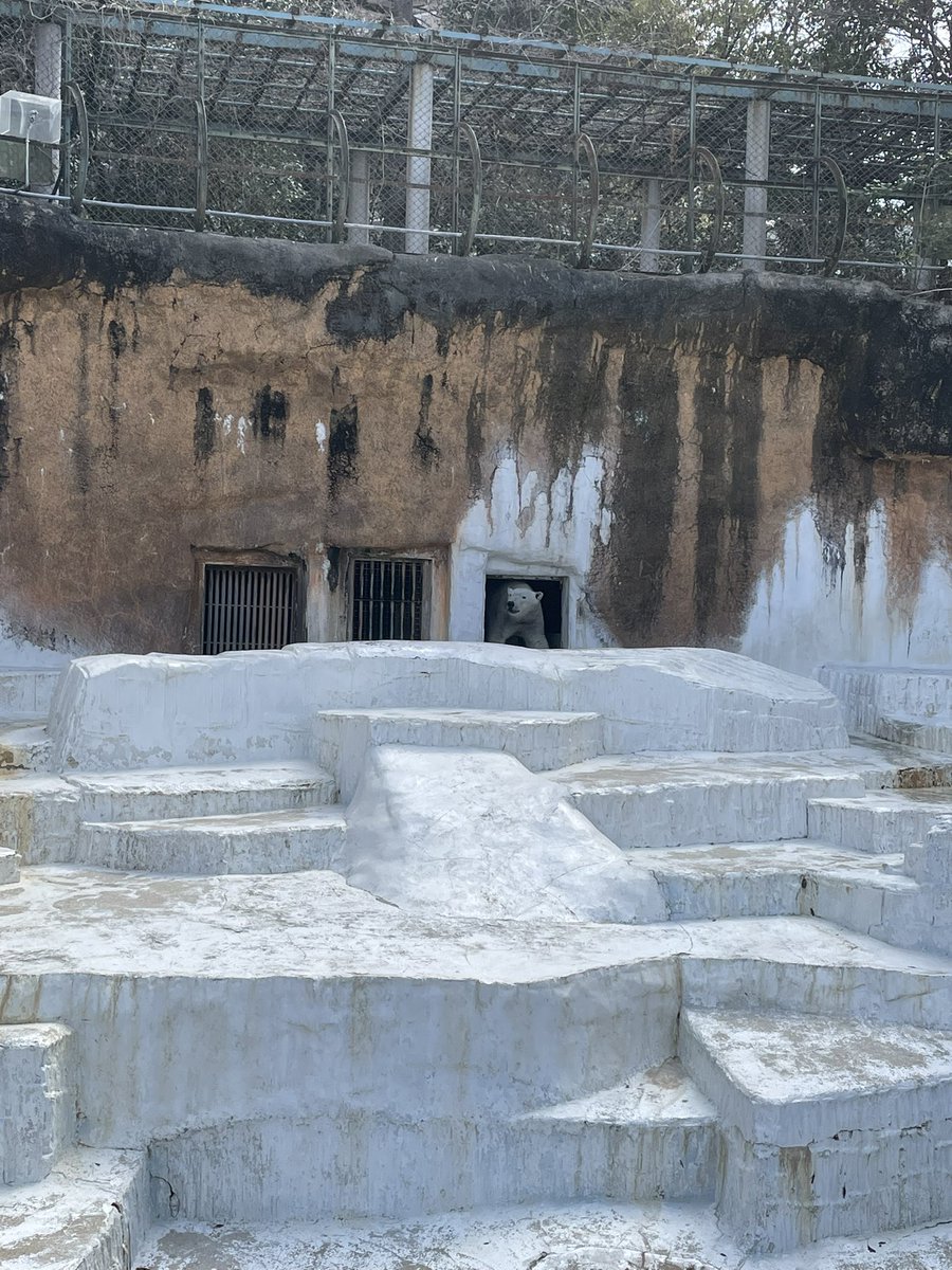 ラファママなのだ🦈💜 tweet media